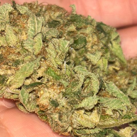 Blue runts growlog timeline photo