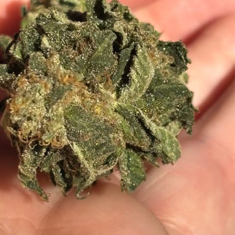 Blue runts growlog timeline photo