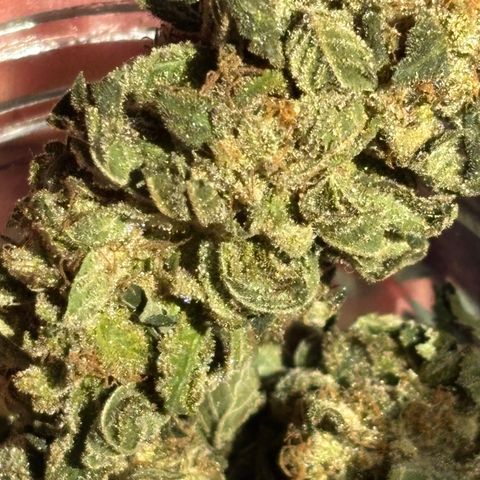 Blue runts growlog timeline photo