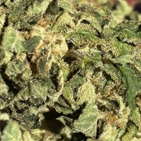 Blue runts growlog timeline photo