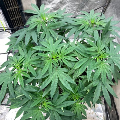 Queen of the South  growlog timeline photo