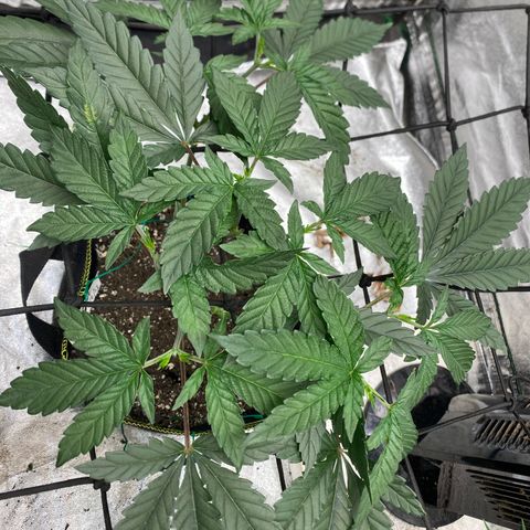 Rainbow Sherbet Shake growlog timeline photo