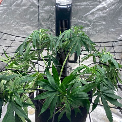 Queen of the South  growlog timeline photo