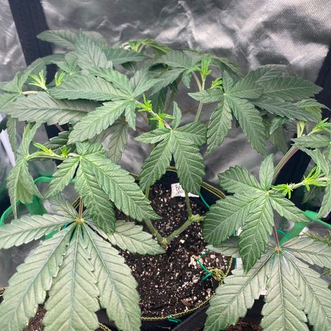 Rainbow Sherbet Shake growlog timeline photo