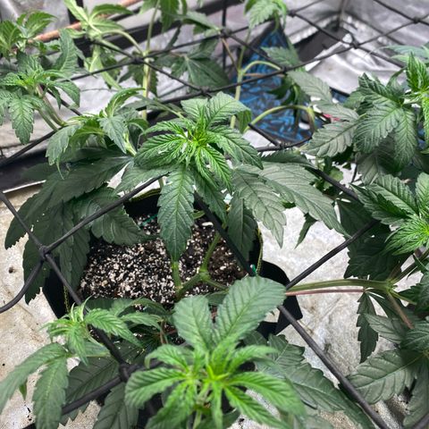 Rainbow Sherbet Shake growlog timeline photo