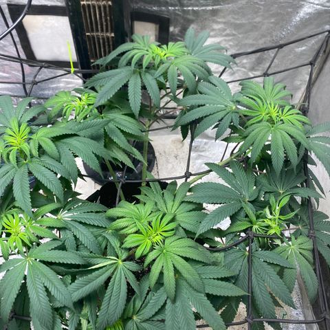 Queen of the South  growlog timeline photo