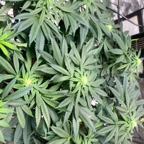 Queen of the South  growlog timeline photo