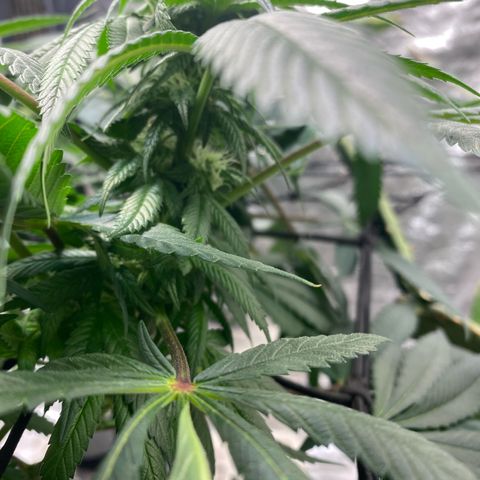 Queen of the South  growlog timeline photo