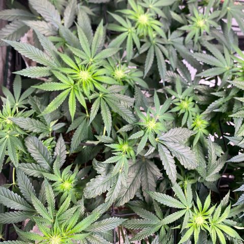 Rainbow Sherbet Shake growlog timeline photo