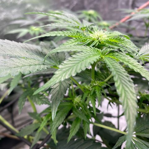 Rainbow Sherbet Shake growlog timeline photo