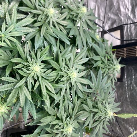 Queen of the South  growlog timeline photo