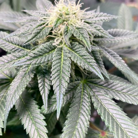 Queen of the South  growlog timeline photo