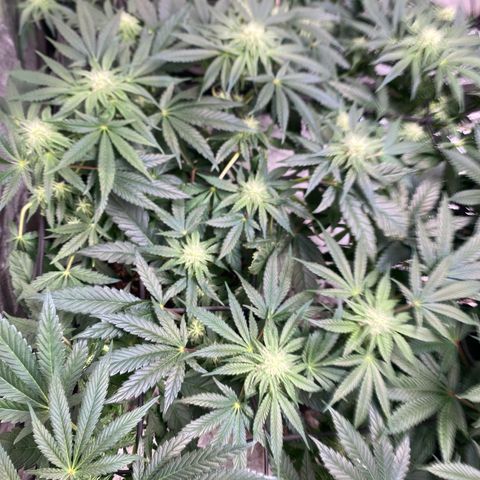 Rainbow Sherbet Shake growlog timeline photo