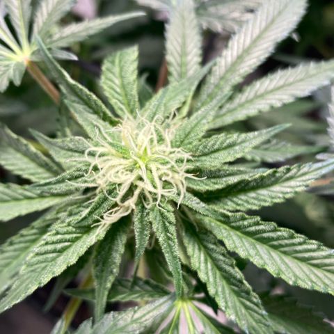 Rainbow Sherbet Shake growlog timeline photo