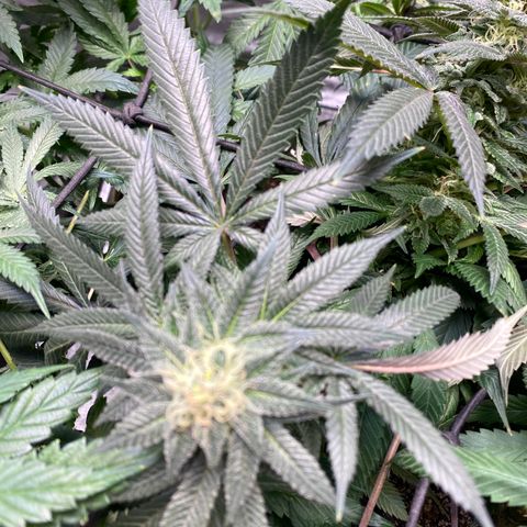 Queen of the South  growlog timeline photo