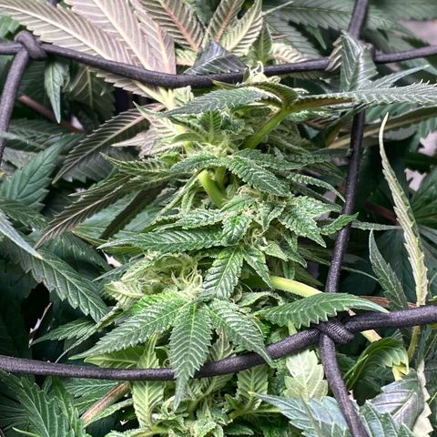 Queen of the South  growlog timeline photo