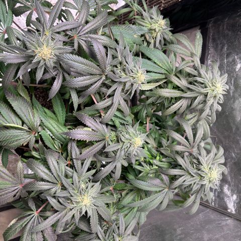 Queen of the South  growlog timeline photo