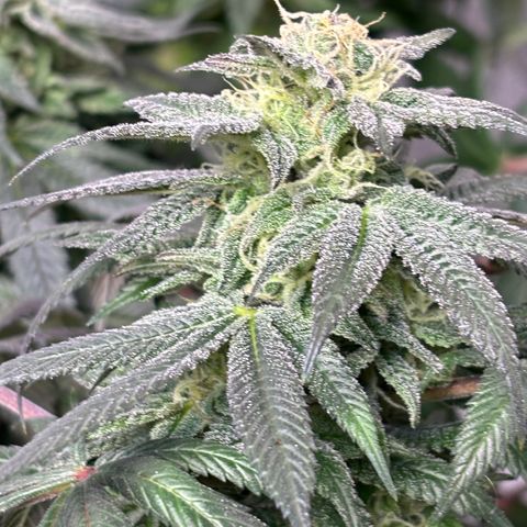 Queen of the South  growlog timeline photo