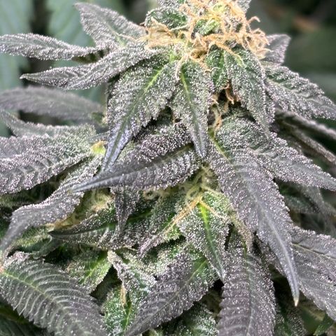 Queen of the South  growlog timeline photo