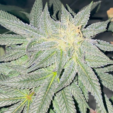 Queen of the South  growlog timeline photo