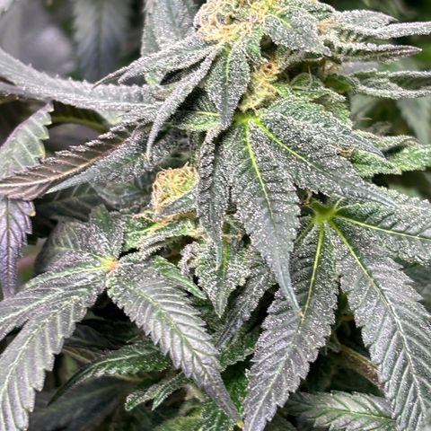 Queen of the South  growlog timeline photo