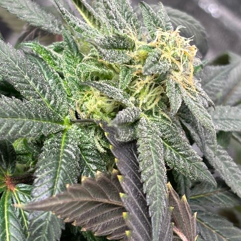 Queen of the South  growlog timeline photo