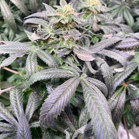 Queen of the South  growlog timeline photo