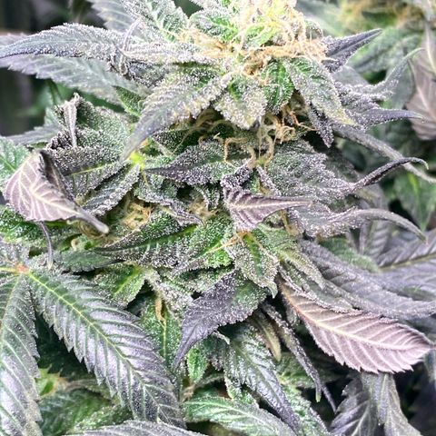 Queen of the South  growlog timeline photo