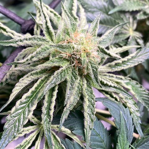 Rainbow Sherbet Shake growlog timeline photo