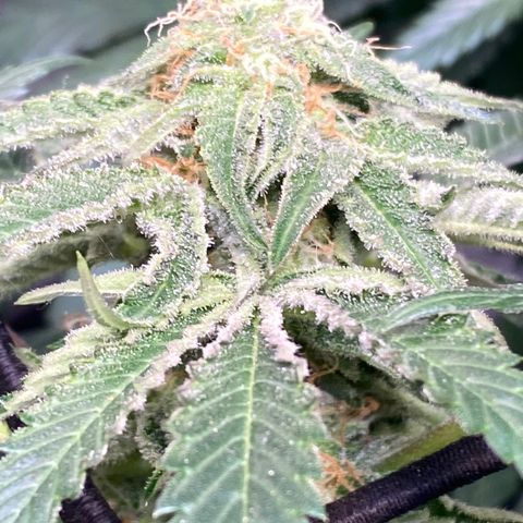 Rainbow Sherbet Shake growlog timeline photo