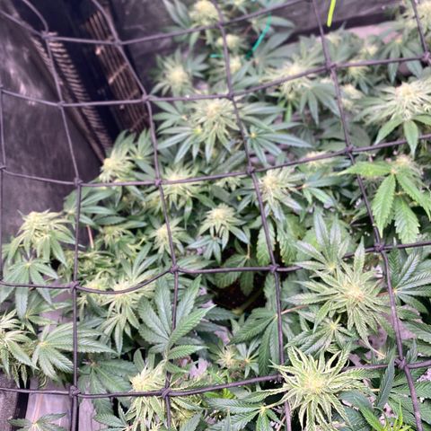 Rainbow Sherbet Shake growlog timeline photo