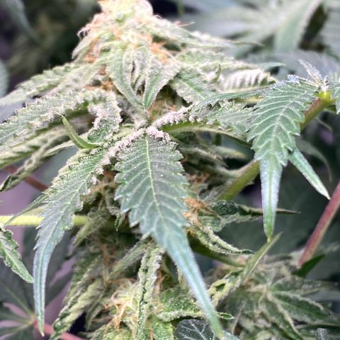 Rainbow Sherbet Shake growlog timeline photo