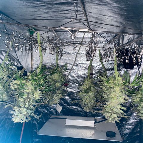 Queen of the South  growlog timeline photo