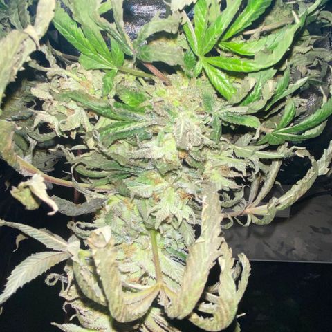 Queen of the South  growlog timeline photo