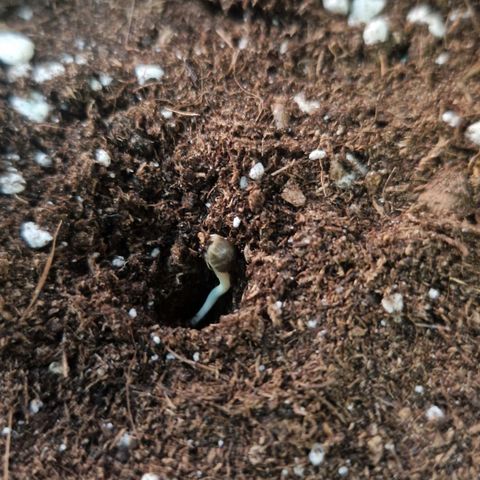 Sandranotte royal domina growlog timeline photo
