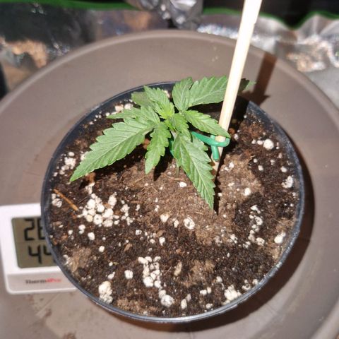 Sandranotte royal domina growlog photo: 100 ml 