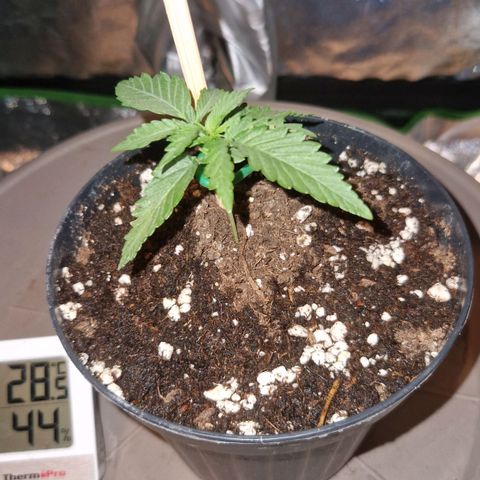 Sandranotte royal domina growlog photo: 100 ml 