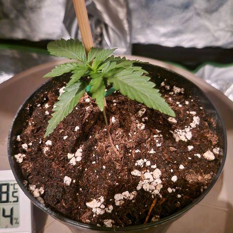 Sandranotte royal domina growlog photo: 100 ml 