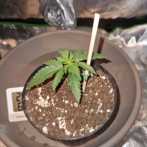 Sandranotte royal domina growlog timeline photo