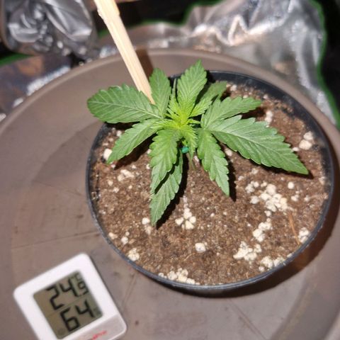 Sandranotte royal domina growlog timeline photo