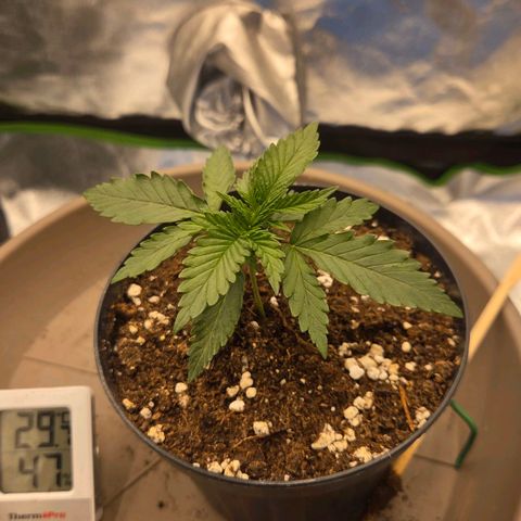 Sandranotte royal domina growlog timeline photo
