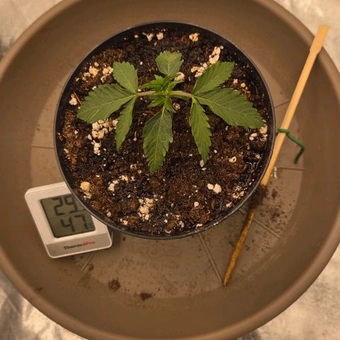 Sandranotte royal domina growlog timeline photo