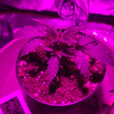 Sandranotte royal domina growlog photo: Cambiata luce in viola per evitare bruciature e bilanciare i parametri in fase iniziale