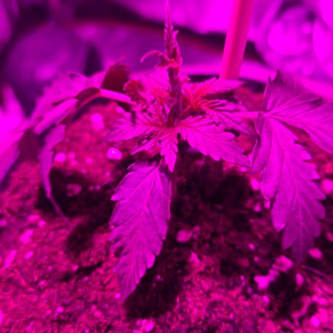 Sandranotte royal domina growlog photo: Cambiata luce in viola per evitare bruciature e bilanciare i parametri in fase iniziale