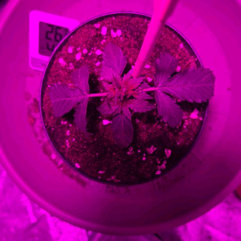 Sandranotte royal domina growlog photo: Cambiata luce in viola per evitare bruciature e bilanciare i parametri in fase iniziale