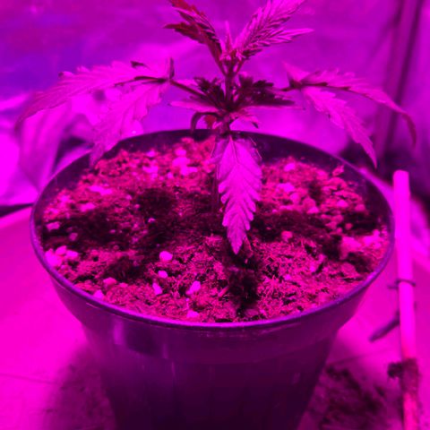 Sandranotte royal domina growlog photo: Cambiata luce in viola per evitare bruciature e bilanciare i parametri in fase iniziale