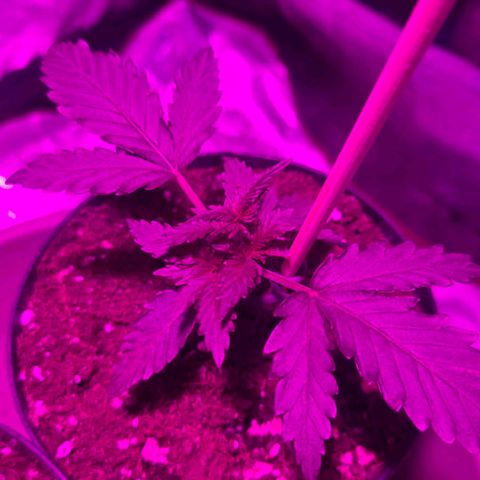 Sandranotte royal domina growlog timeline photo