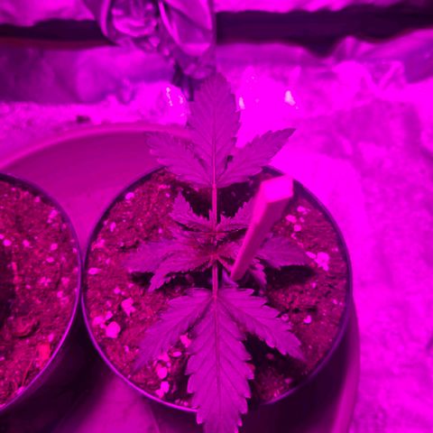 Sandranotte royal domina growlog timeline photo