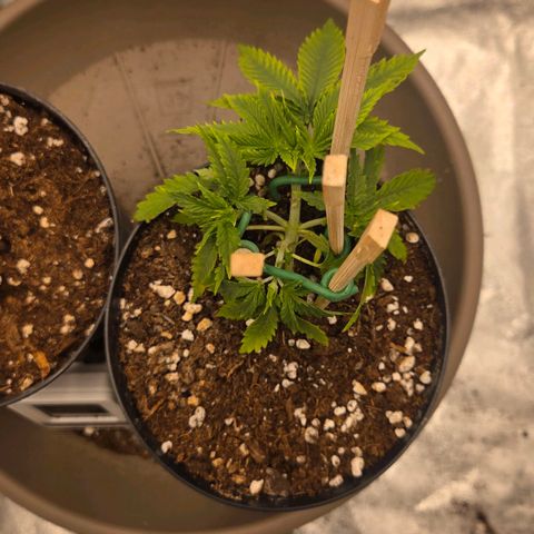 Sandranotte royal domina growlog timeline photo
