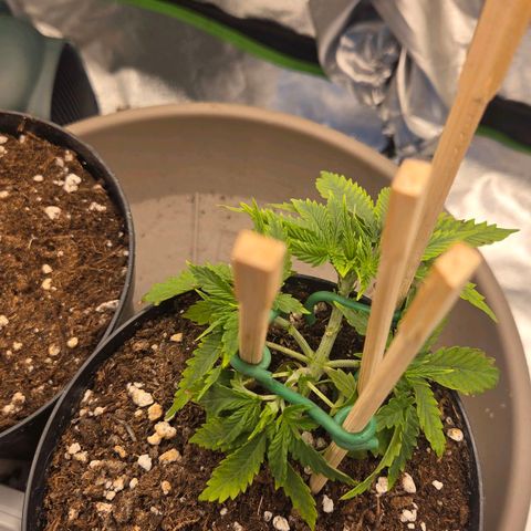 Sandranotte royal domina growlog timeline photo